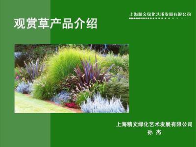 09年景观设计咨询 园林景观观赏草产品介绍